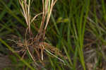 Shortbeak sedge